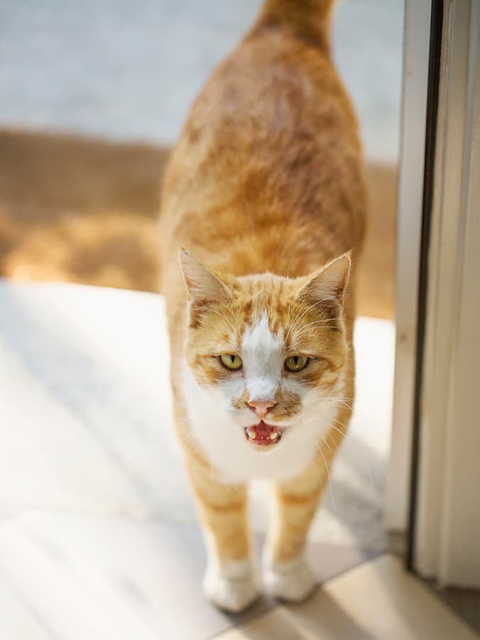Why Is My Cat Breathing Heavy?