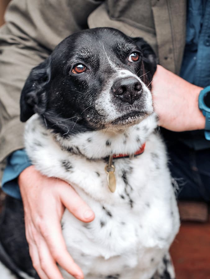 Do Dogs Actually Get Grumpier as They Age?