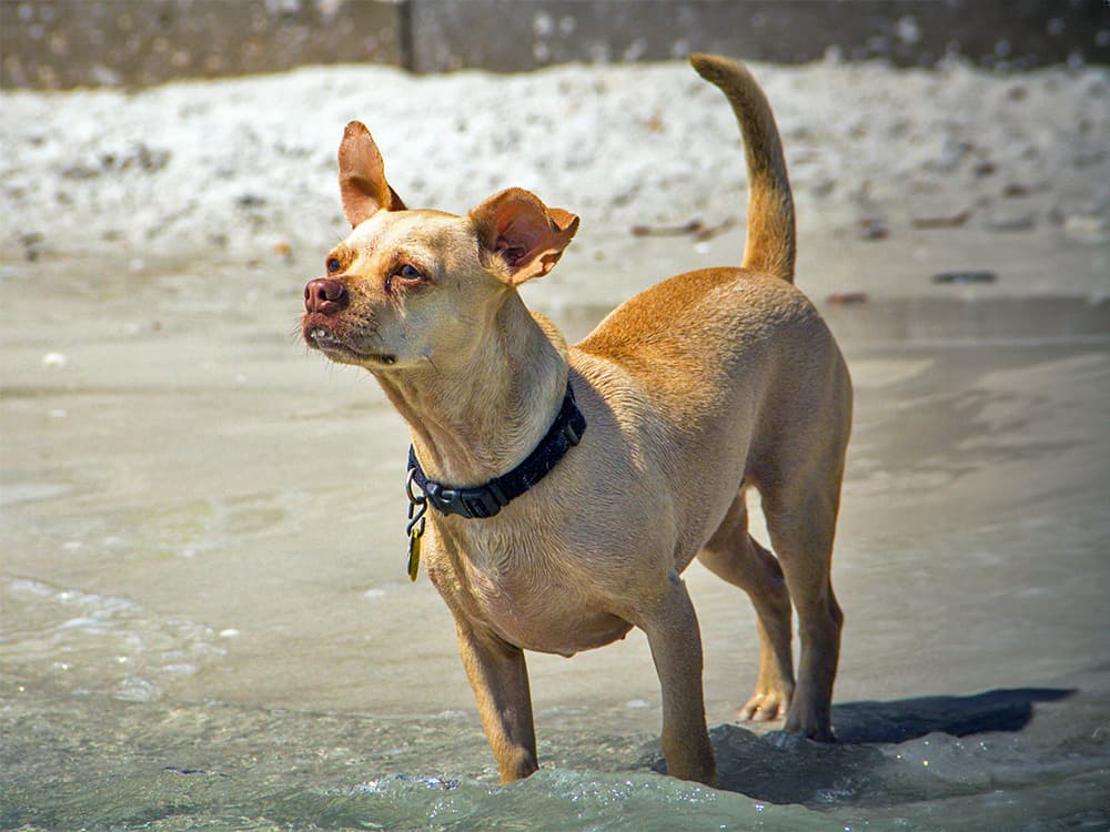 Cheagle: Chihuahua + Beagle