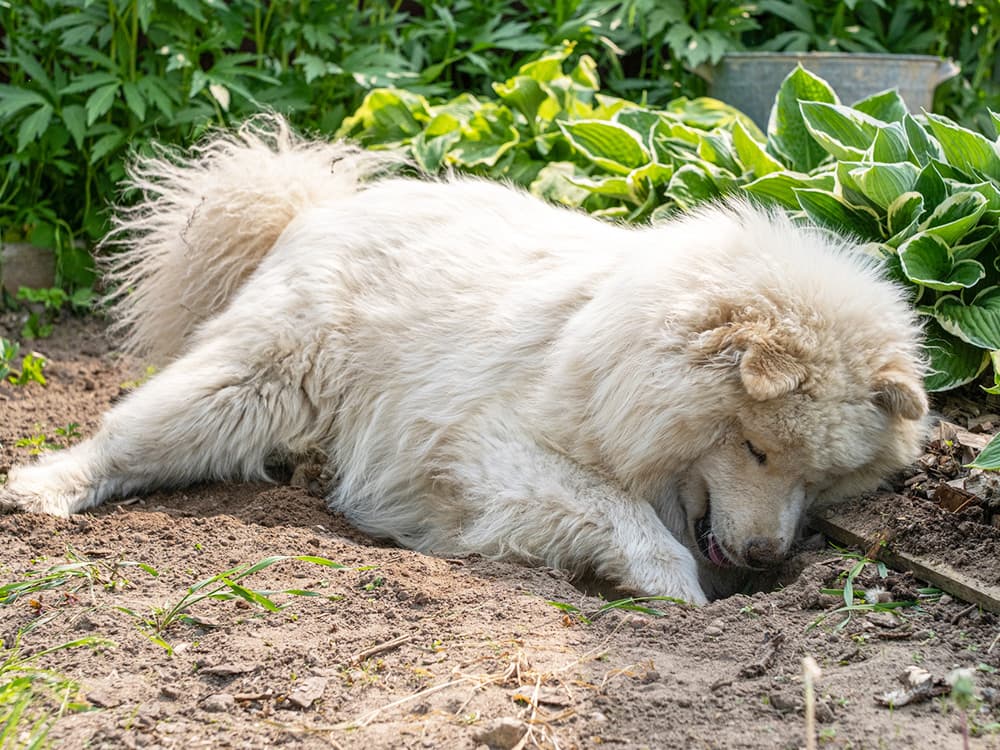 A fluffy white Samoyed dog enthusiastically digs a hole in loose garden soil near lush green plants