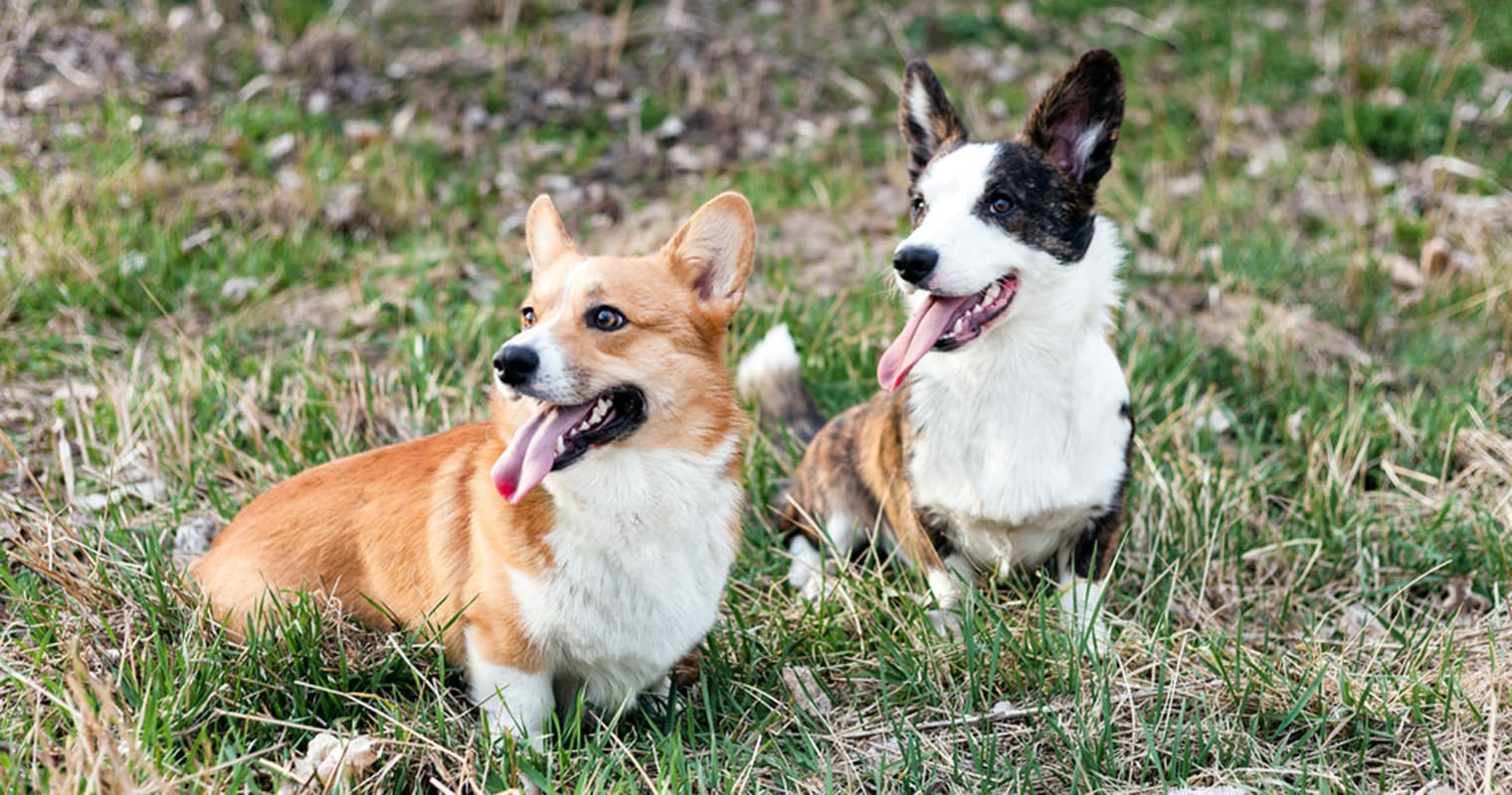 What’s the Difference Between a Pembroke Welsh Corgi and a Cardigan Welsh Corgi?
