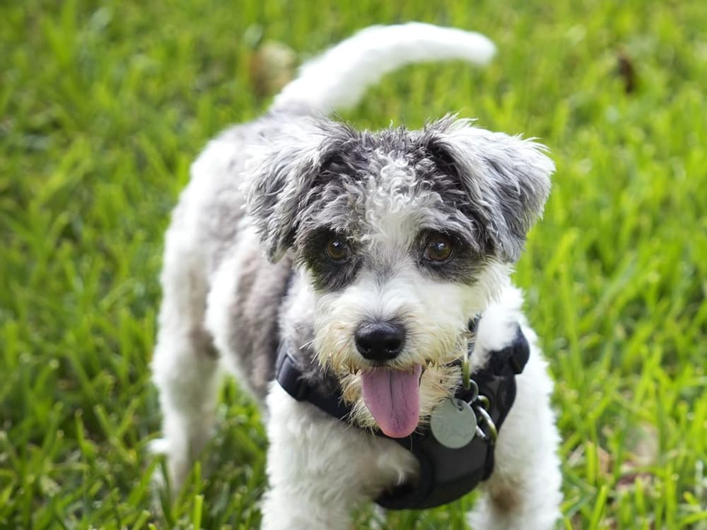 Schnauzer mix