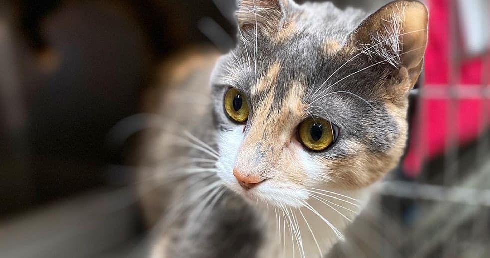cat charity