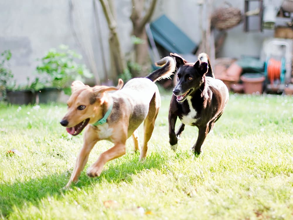8 Dog Playtime Myths—Busted