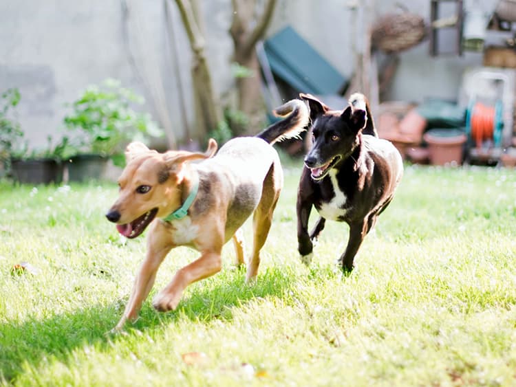 8 Dog Playtime Myths—Busted