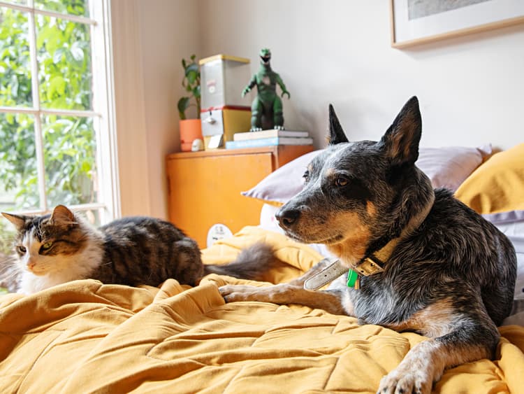 What’s the Deal With Pet Insurance?