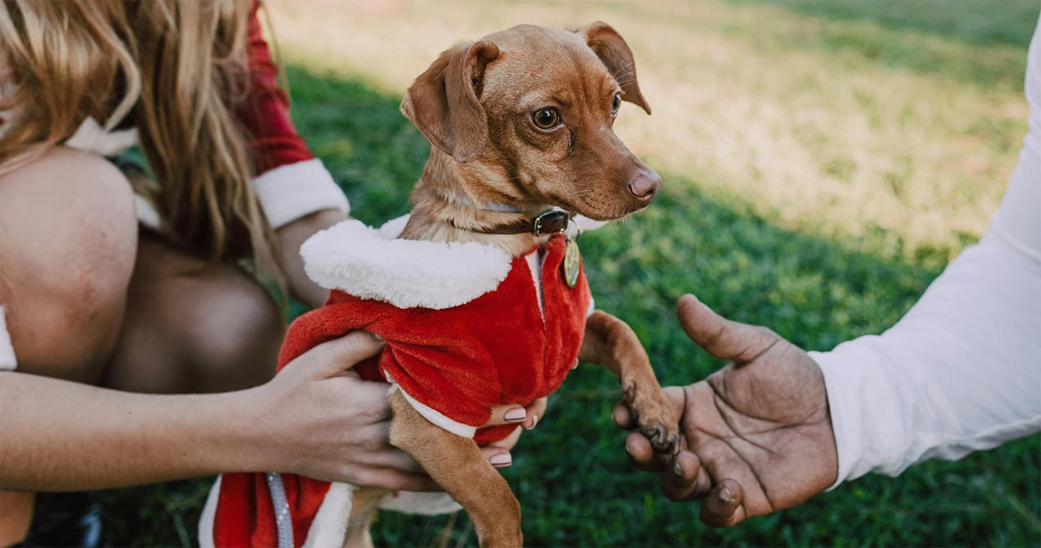 How to Support Your Local Shelter During the Holiday Season