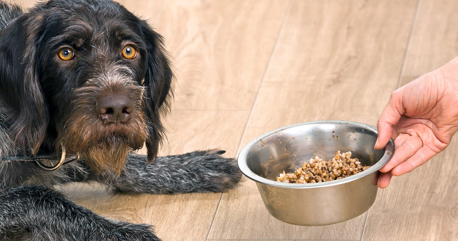 Dry Food vs. Wet Food: Choosing the Right Diet for Your New Dog