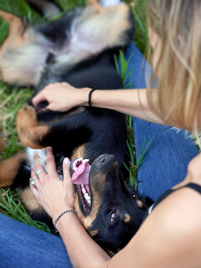 How to Tell If Your Dog Is Pregnant