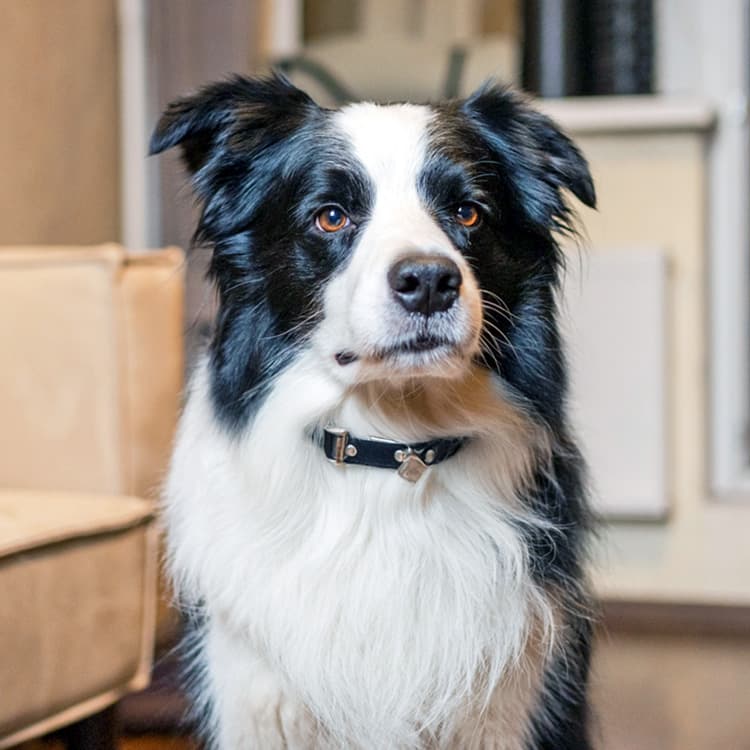 Smart looking dog looking at camera.