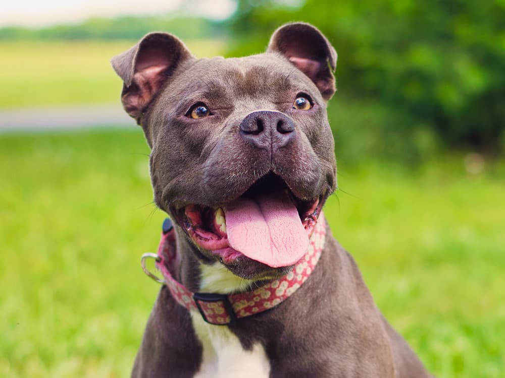 Happy Pit Bull