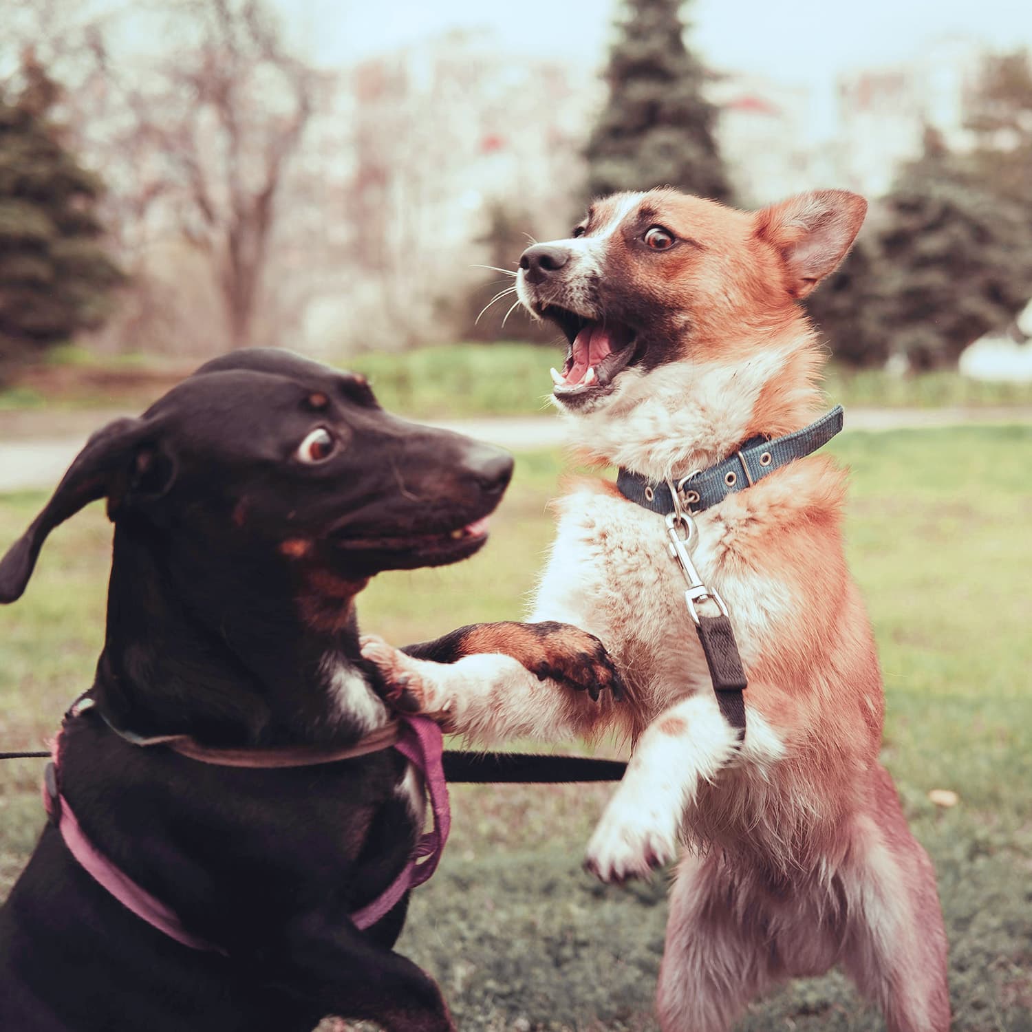 Close Up Photo of Dogs play fighting