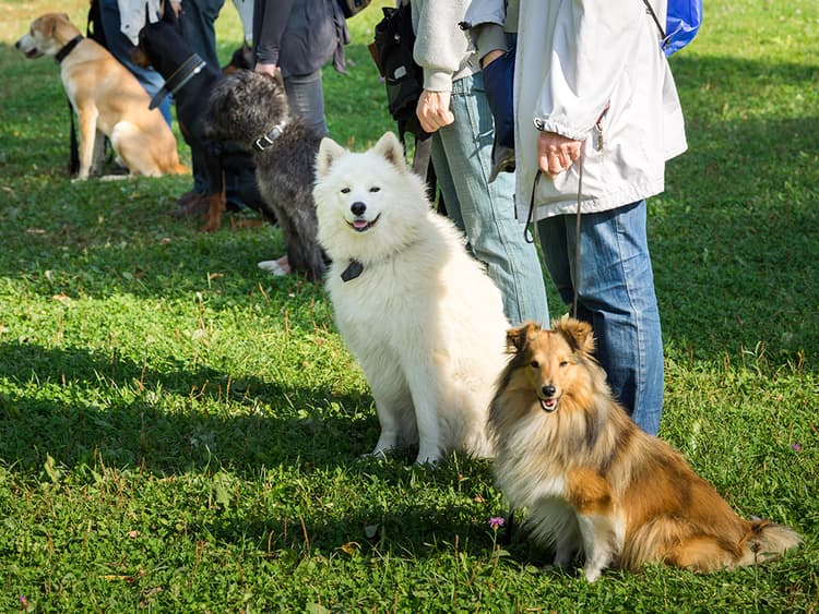Think Your Dog Can Be an Obedience Champ?