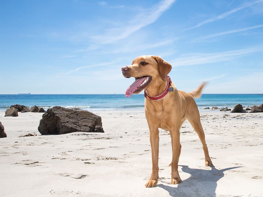 Labrador Retriever