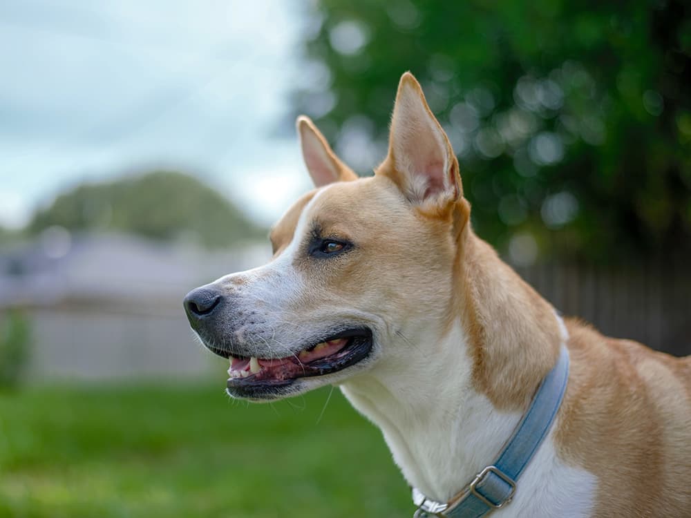 Mixed breed dog in yard