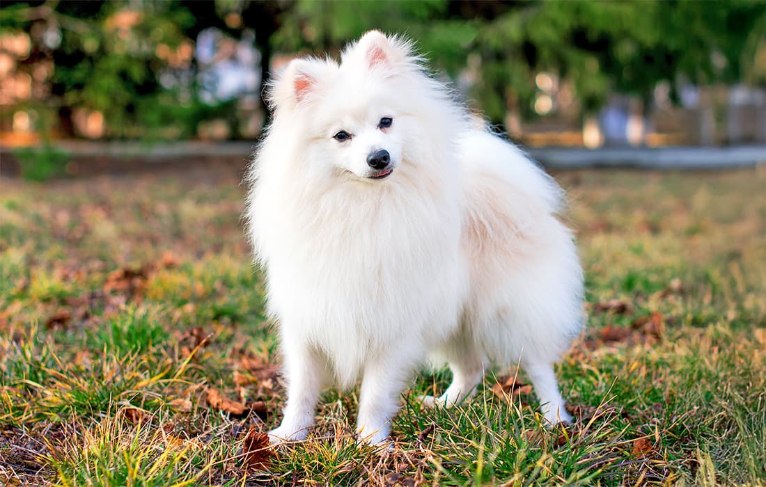 White japanese spitz