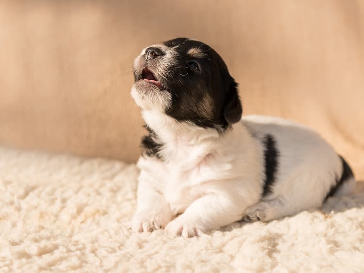 Listen Up! Your Puppy Is Trying to Talk to You
