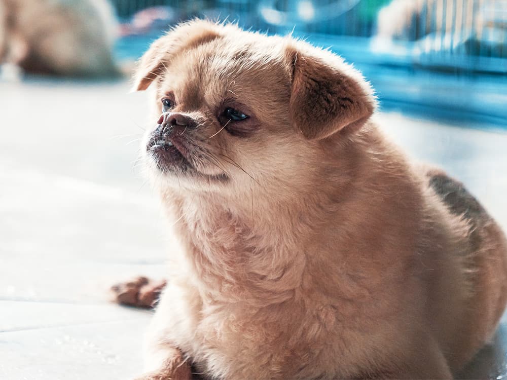Portrait of dog at animal shelter