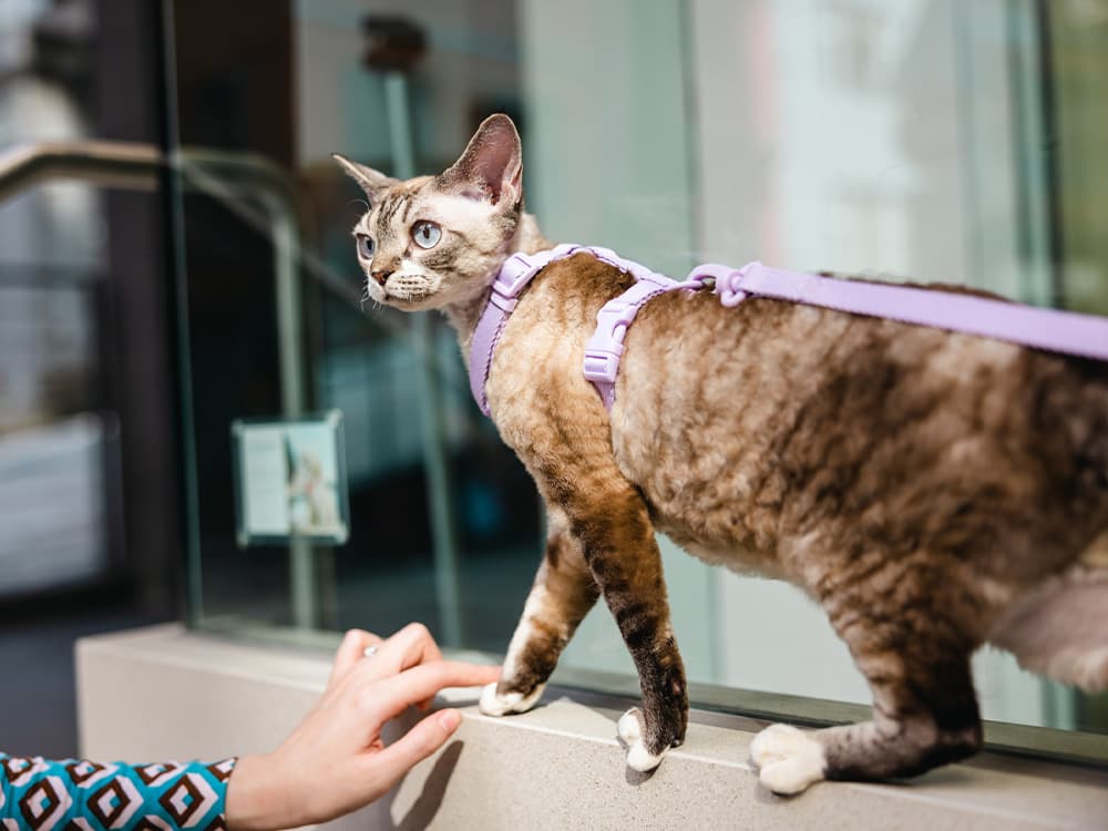 Devon rex cat