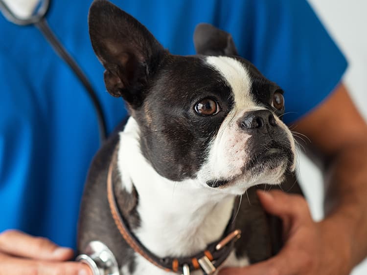 13 Tips for Saving Money at the Vet
