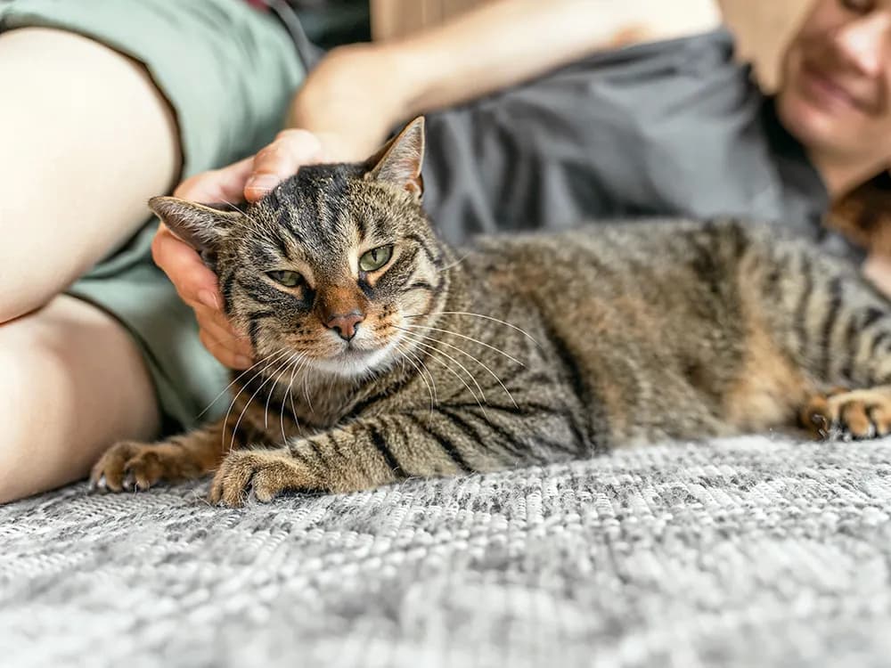 person and cat cuddling up