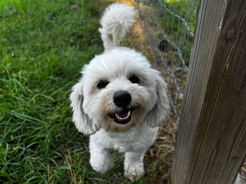 maltese mix