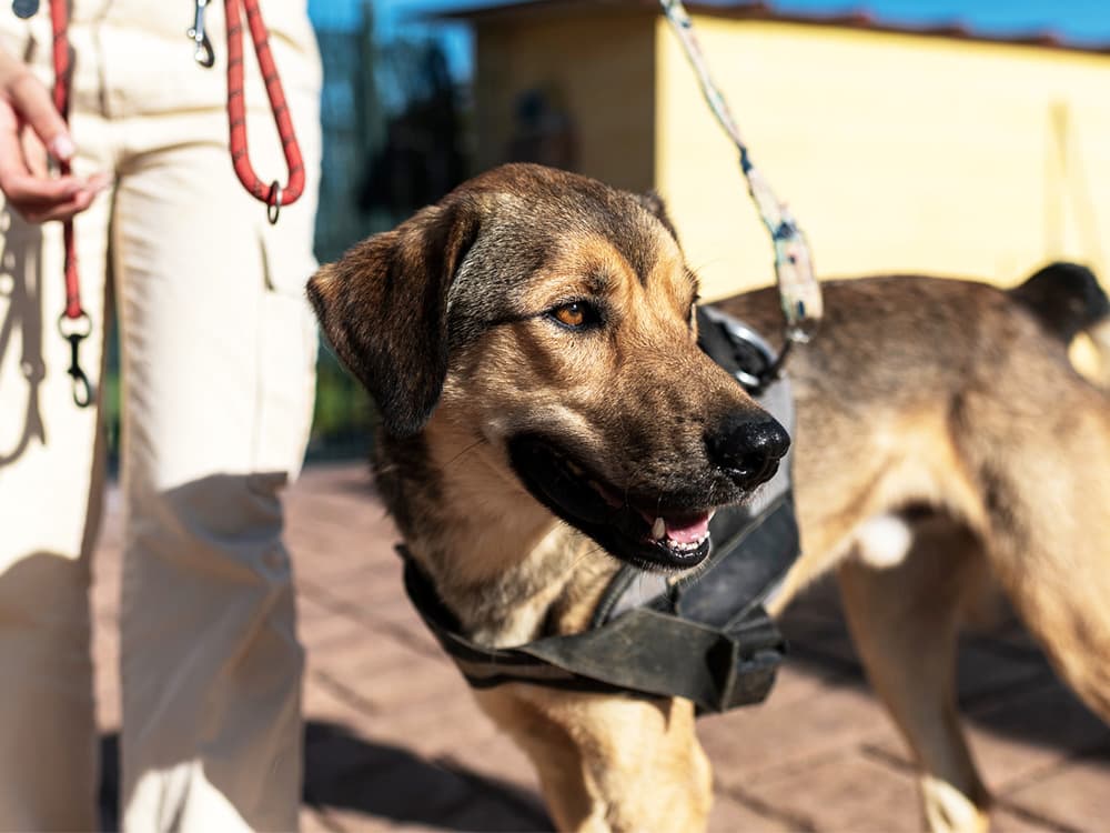 Stray Dog In Harness With Volunteer In Shelter