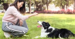 Just How Smart Are Border Collies?