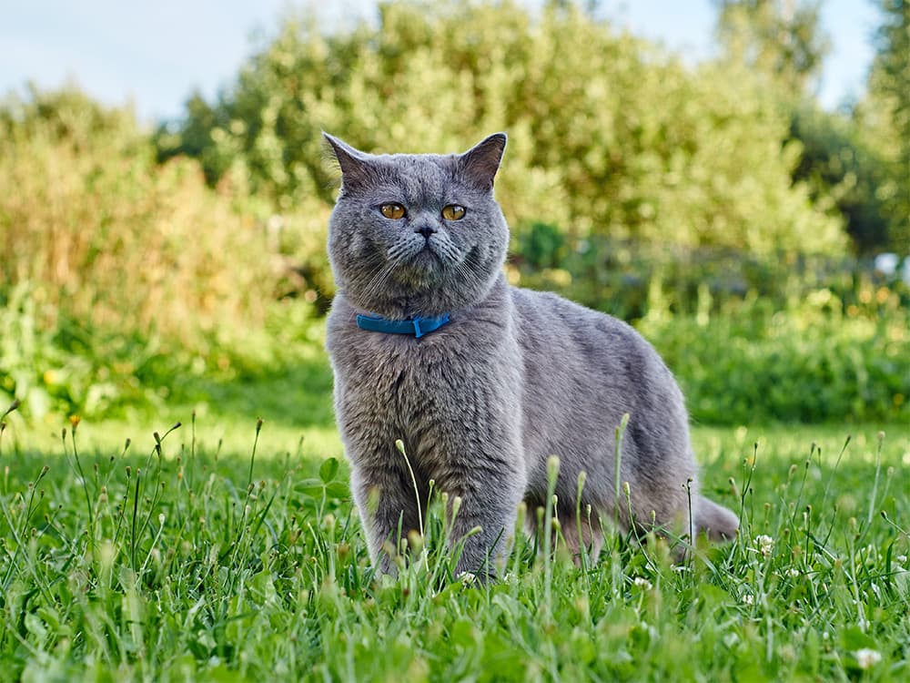 cat standing in grass yard