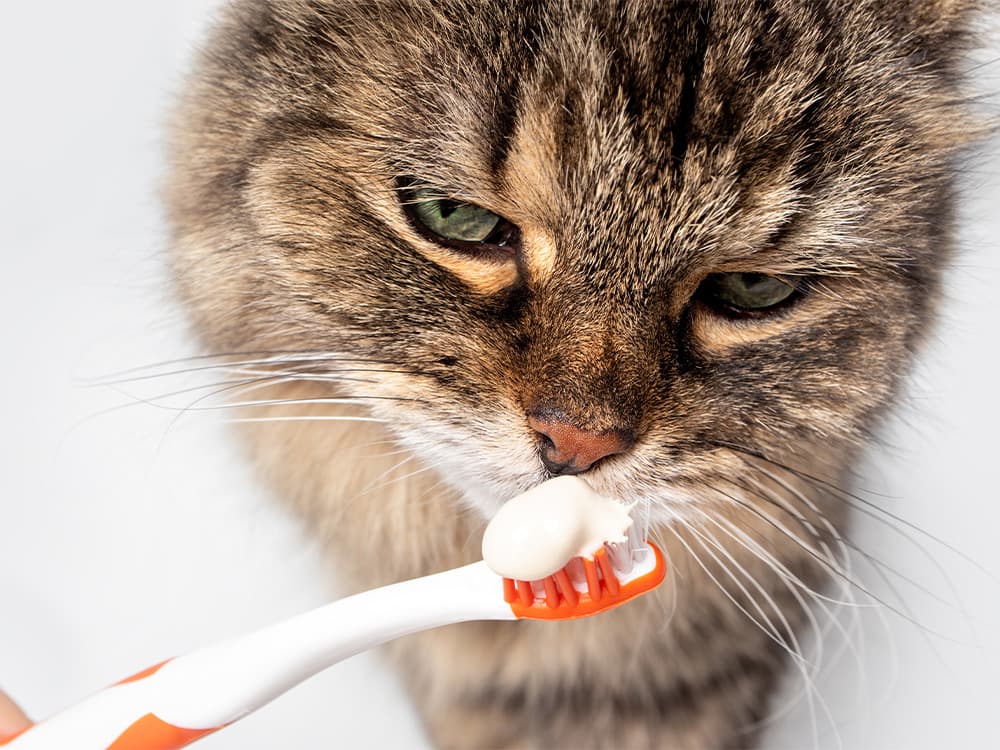 Fluffy tabby cat sniffing on toothpaste on toothbrush