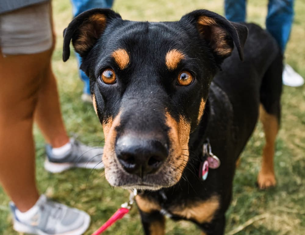 black and tan pit bull mixed breed dog looking at camera