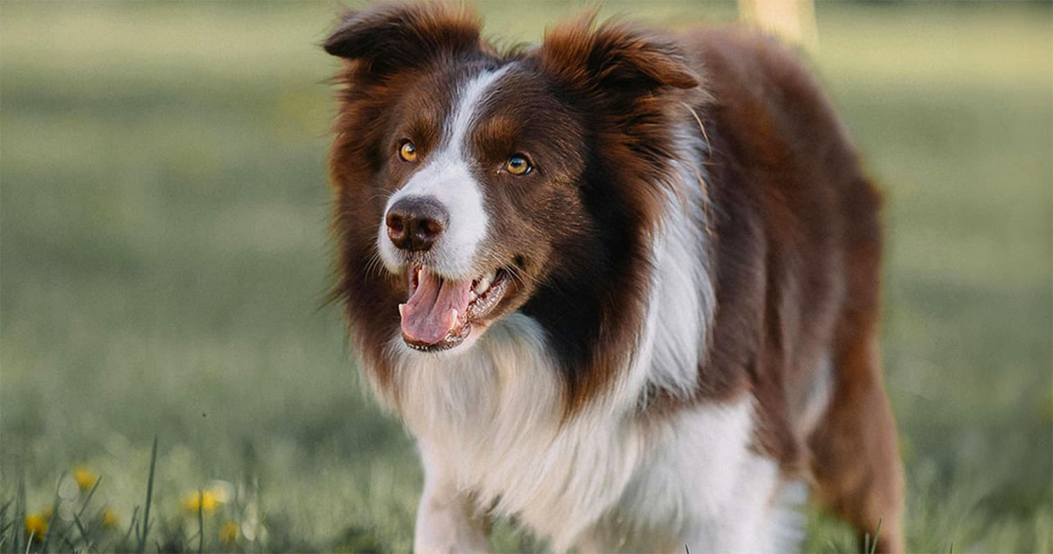What Does It Mean to Surrender a Border Collie?