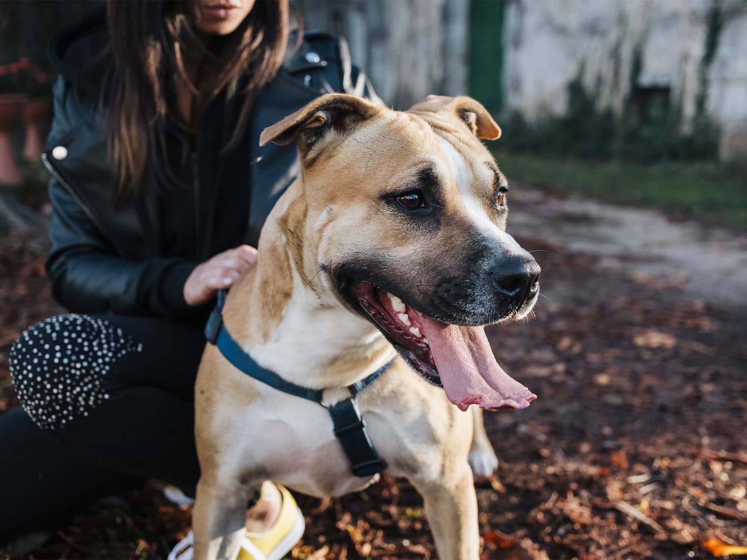 American Staffordshire Terrier