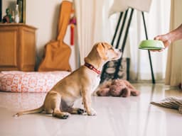 How to Prevent Your Dog’s Food Aggression