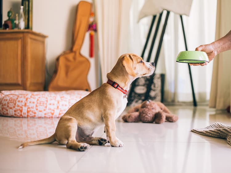 How to Prevent Your Dog’s Food Aggression
