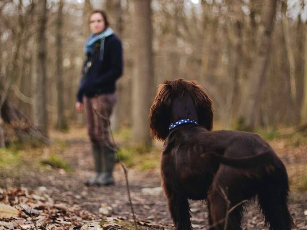 Why Does My Dog Run Away From Me?