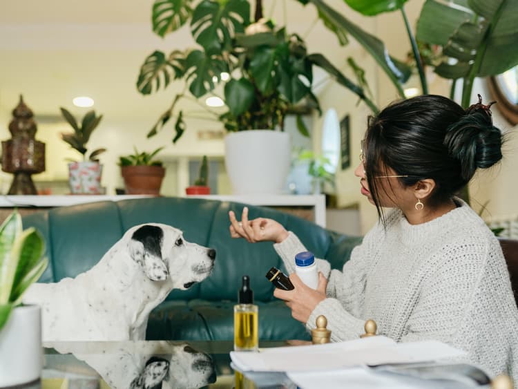 Can Dogs Take Aspirin? A Guide to Dog Pain Medication