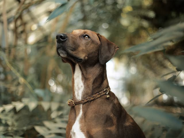 Can You Identify Dog Breeds Visually?