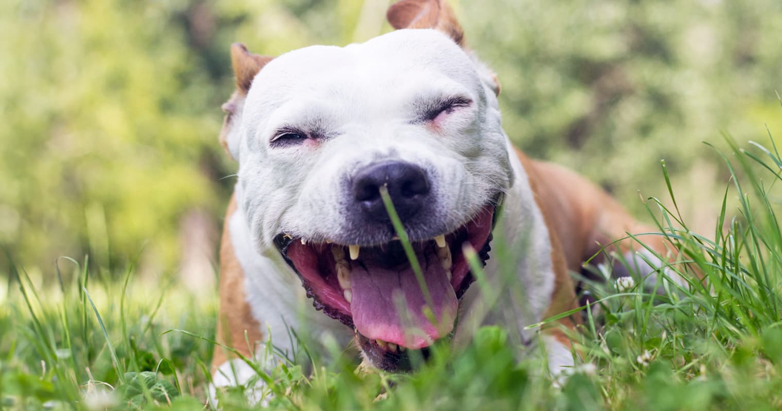 Treating Kennel Cough in Dogs