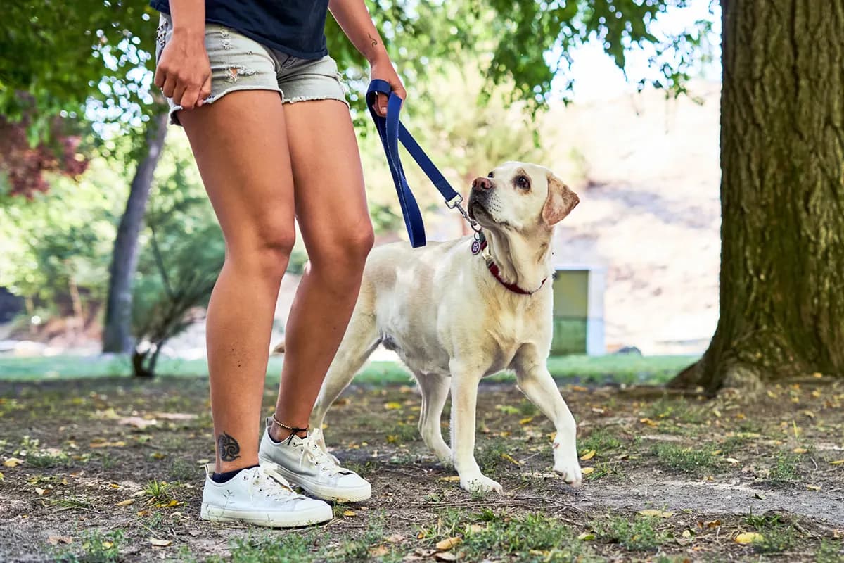 person walking a dog