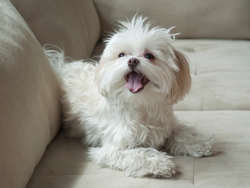 Maltese