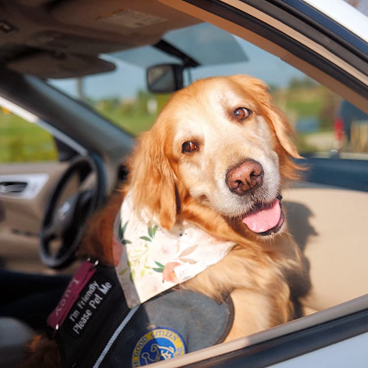 I Shadowed My Family’s Therapy Dog at Work—Here’s a Peek Into Our Day