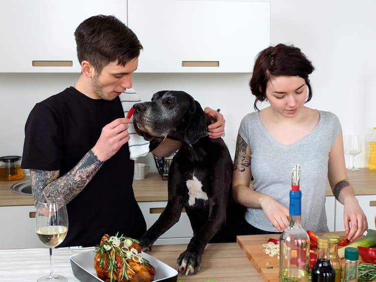 How to Shop For Healthy, Eco-Friendly Ingredients to Feed Your Dog