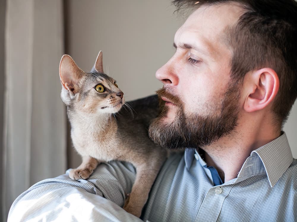 Does Hollywood Feed Take Cats?
