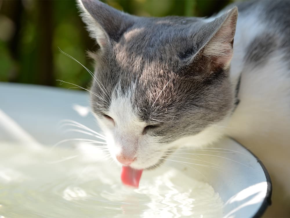A cat drinks water in a summer garden on a hot day