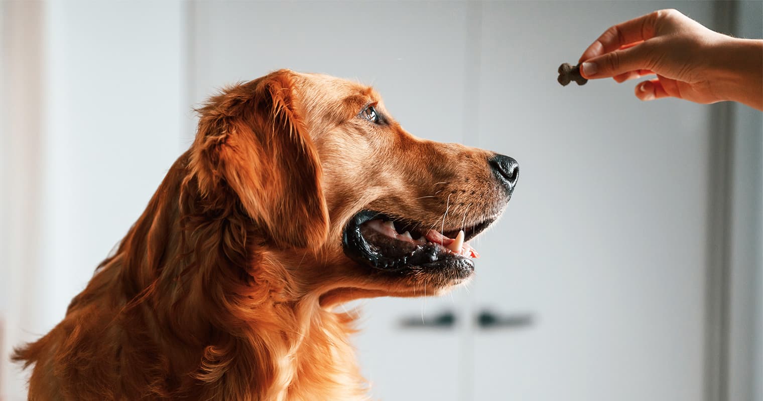 Are Golden Retrievers Smart? Everything to Know About Their High Dog IQ