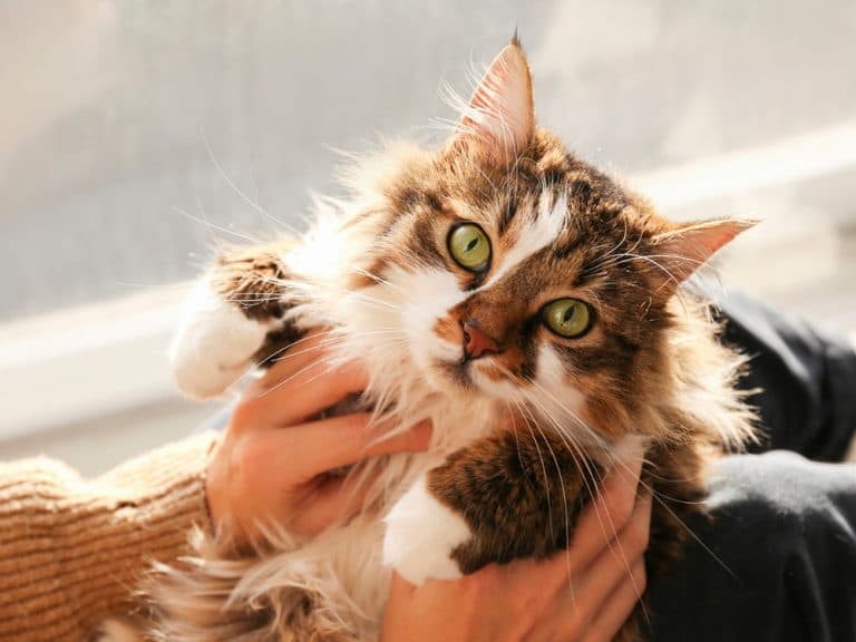 domestic long hair fluffy