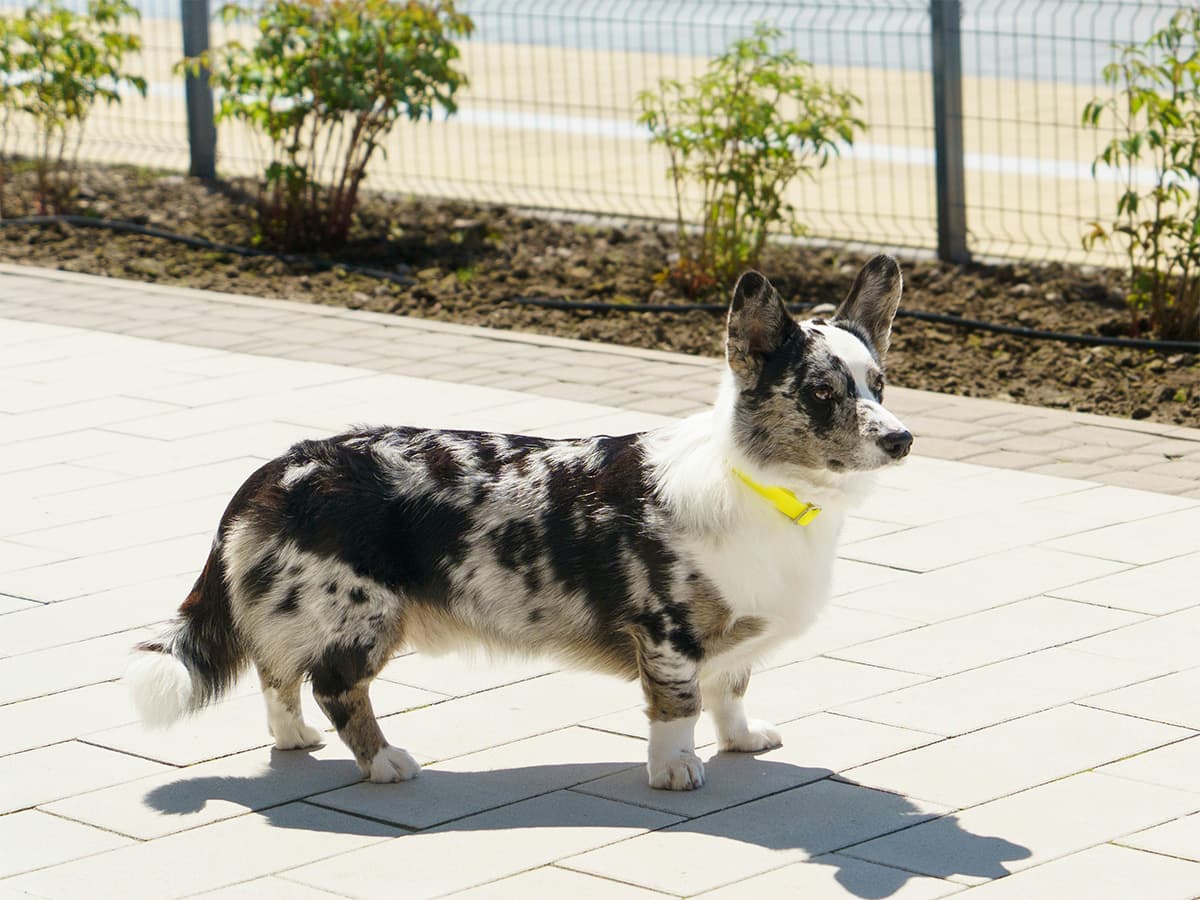 corgi walking on the sidewalk