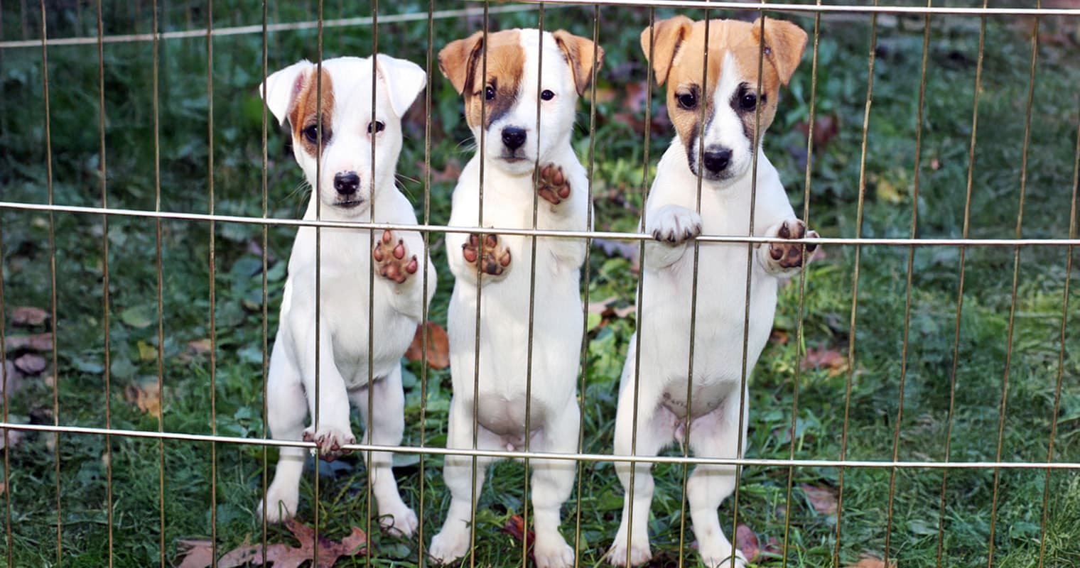 Pets Aren’t Holiday Presents: How to Avoid Post-Holiday Returns