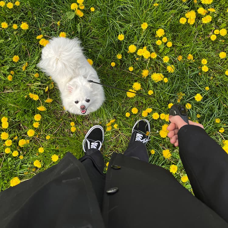 How to Treat Urinary Tract Infections (UTIs) in Dogs